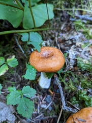 Lactarius rubrilacteus