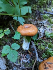 Lactarius rubrilacteus