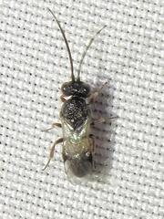 Cheloninae