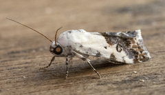 Ponometia phecolisca