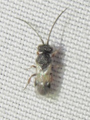 Cheloninae