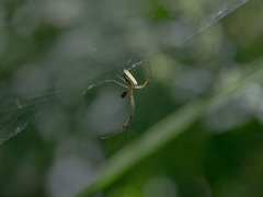 Leucauge celebesiana