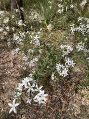 Philotheca hispidula