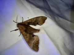 Marumba
