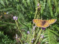 Melitaea deione