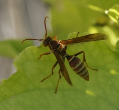 Polistes dorsalis