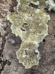 Serpula himantioides