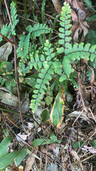 Adiantum flabellulatum