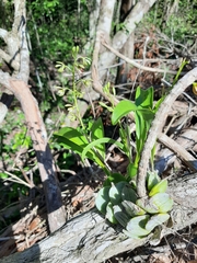 Prosthechea boothiana