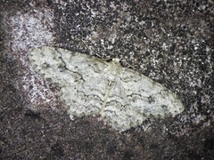 Ectropis crepuscularia