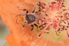 Macrotera