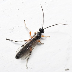 Pimplinae