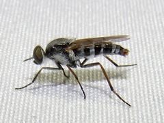 Ozodiceromyia
