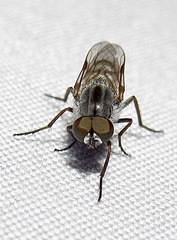 Ozodiceromyia
