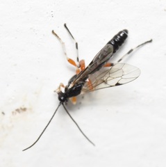 Pimplinae