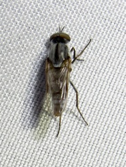 Ozodiceromyia