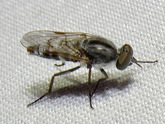 Ozodiceromyia