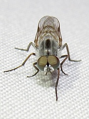 Ozodiceromyia