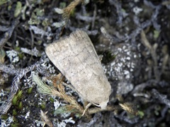 Athetis stellata