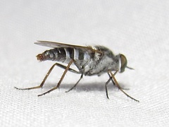 Ozodiceromyia