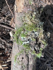 Kindbergia oregana