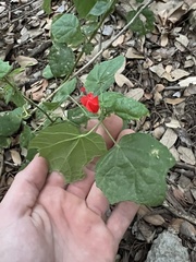 Malvaviscus arboreus drummondii