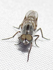 Ozodiceromyia