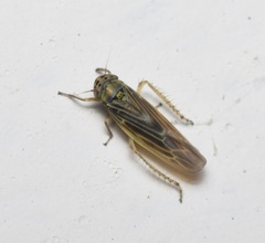 Macrosteles