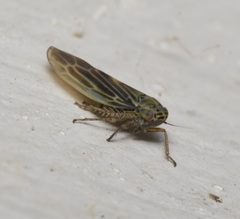Macrosteles