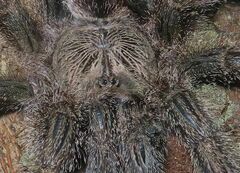 Avicularia juruensis