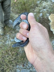 Lampropeltis nigra