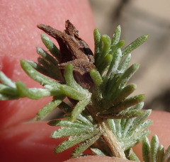 Rhopalomyia ericameriae