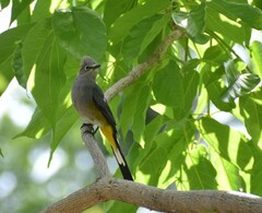 Ptiliogonys cinereus