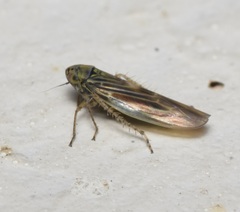 Macrosteles