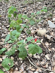 Malvaviscus arboreus drummondii