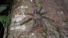 Avicularia juruensis