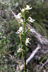 Prasophyllum odoratum