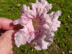 Tabebuia rosea image