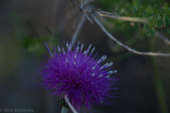 Cirsium texanum