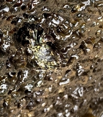 Pachygrapsus plicatus