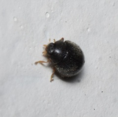 Scymninae