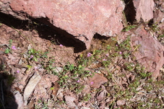 Desmodium batocaulon