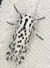 Hypercompe permaculata