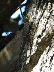 Sceloporus serrifer