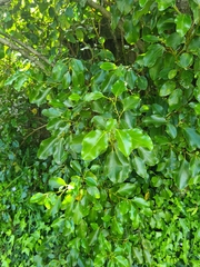 Griselinia littoralis