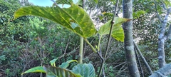Acer davidii