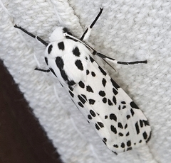 Hypercompe permaculata