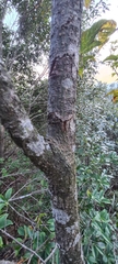 Acer davidii