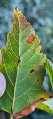 Acer davidii