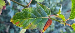 Acer davidii